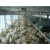 breeding equipment technology full automatic H type chicken layer cage price for Modern poultry farm