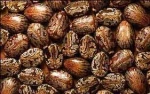 Castor Seeds