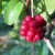 Import Cheap wholesale fruit plant seedling Kadsura coccinea from China