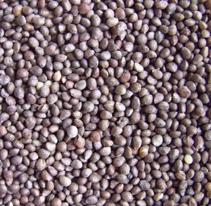China Perilla Seed Brown, 2014 Crop