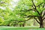 custom mural forest 3d wallpaper large  effect wallpaper pvc on sale