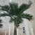 Import Cutomized Palm Tree Artificial Coconut Tree for Decorations from China