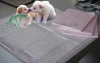 Disposable high absorption Urine pet training pads