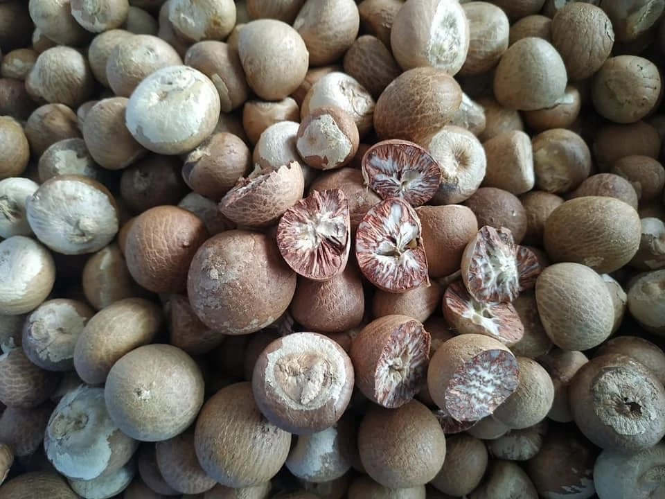 DRIED BETEL NUT FOR EXPORT
