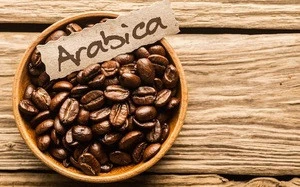 Dried Coffee Bean/ Cafe Bean/ Robusta &amp; Arabica 2017