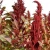 Import Factory Supply Prince&#039;s Feather Amaranthus Hypochondriacus Seeds for Forage from China