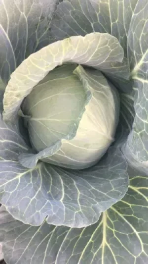 Fresh Cabbage Cabbagefresh Fresh Napa Chinese Cabbage Vegetables Green Cabbage with Cheap Price