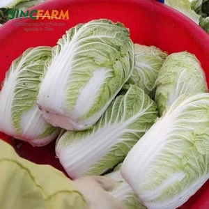 Fresh celery chinese certified dehydrated cabbage
