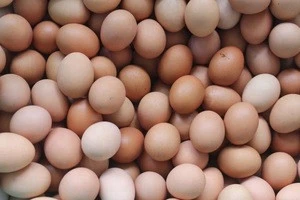 Fresh Chicken Eggs, Table eggs white and brown