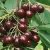 Import Fresh Dark Red Cherries / Fresh Cherries Fruits from South Africa