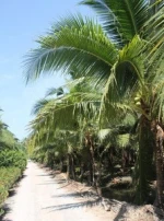 FRESH DIAMOND COCONUTS / NAM HOM Variety / Ratchaburi, Thailand