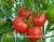 Import Fresh Indian Tomatoes from India
