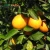 Import Fresh navel orange 1st class citrus fruit producers from China