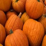 FRESH PUMPKIN