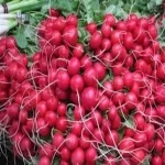 Fresh Radish / Radish