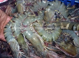 Fresh Shrimps/Wild Prawns/Tiger Prawns/Seafood!