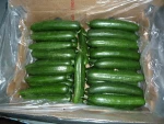 Fresh South Africa cucumber