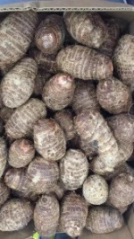 FRESH TARO - HIGH QUALITY FROM VIETNAM