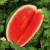 Import Fresh Water Melon in best price from Philippines