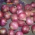 Import Fresh whole peeled onion from China