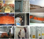 Frozen Food Mixed Vegetables ( BRC,HACCPHALAL Certificate)