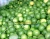 Import Green lemon/ fresh lime/ fresh fruit by MsBach0084935027124 from Vietnam