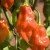 Import Habanero from South Africa