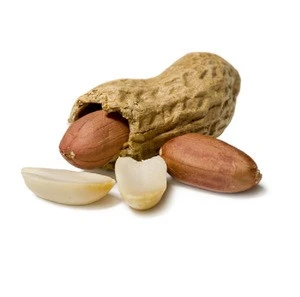 High Quality Bold Peanuts without Shell