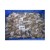 Import High Quality Bulk Supply For Frozen Octopus For Exports from India
