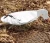 Import high quality factory price simulated hunting windsock decoy from China