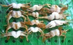 HIGH QUALITY - FROZEN BABY CRAB