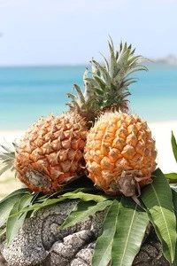 High Quality Japan Fresh Pineapple Price With Reasonable Price