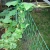 Import high quality PE material Agriculture or Gardening climbing Plant Support Net from China