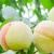 Import High Quality Peaches Wholesale Fresh Organic Fruit Importers from China