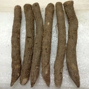 High survive rate paulownia seed roots for trees growing
