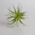 Import Home Decor Green Red Purple Artificial Succulents Air Grass Artificial Bromegrass from China
