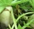 Import Hot sale  and high growth rate plant seed/white Radish Seed For Growing from China