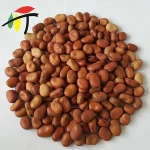 hot sale good quality yellow dried broad bean fava faba beans