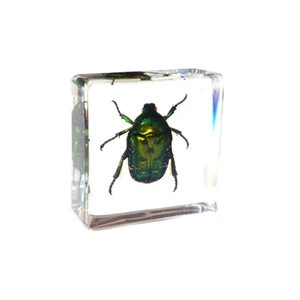 hotsales animal Vespa ducalis science education insect specimen blocks for kids  Embedded Specimen toys