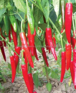 Hybrid Red Hot Chili Pepper Seeds For Sale