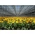 Import large galvanized steel frame truss glass agricultural greenhouse from China