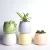 Import Modern Decorative Purple Gardenfor Succulent Cactus Plants Pot Ceramic flower pots and planters from China