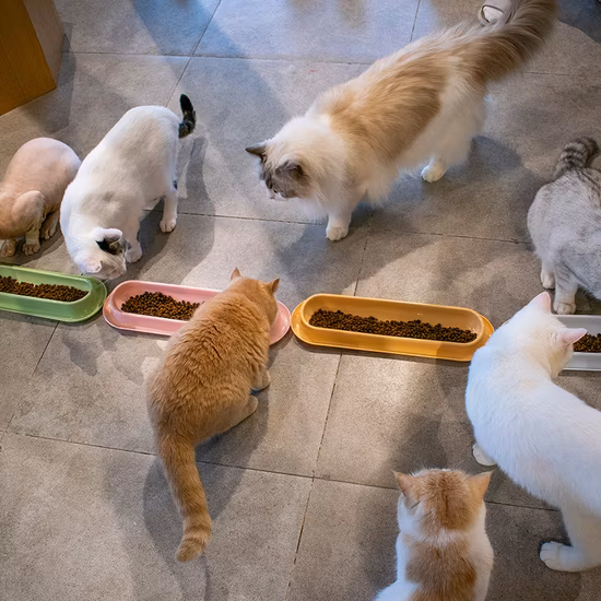 Import Multi-Cat Sharing Kitten Feeder Bowl from China