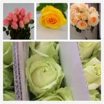 Multi colors fresh cut roses natural cut flowers with big bud from Yunnan