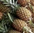 Import Natural Fresh Juicy Pineapple / High Quality Low Price from South Africa