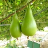 Naturix Round Bottle Gourd Vegetable Seeds for Planting