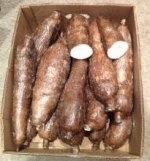 NEW CROP TAPIOCA FRESH CASSAVA
