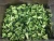 Import planting base bulk sale Fresh frozen broccoli from China