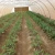 Import Plastic Round Emitter 16mm Drip Irrigation Pipe for Agricultural from China