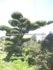 Podocarpus Macrophyllus Japanese Bonsai Plant